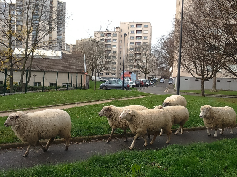 Les bergers urbains