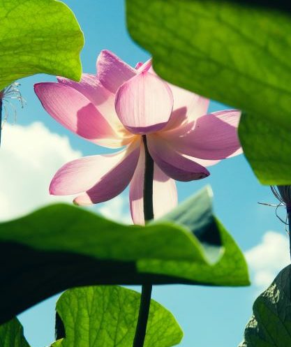 Fleur-lotus