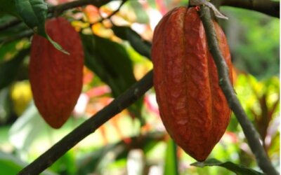 7° mot de la promo | Le cacao de demain