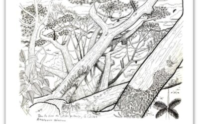 8° mot de la promo | Faire renaître une forêt primaire en Europe de l&rsquo;Ouest