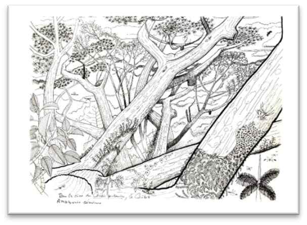 Forêt-primaire_mot-promo