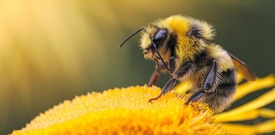 Les abeilles solitaires sont inoffensives