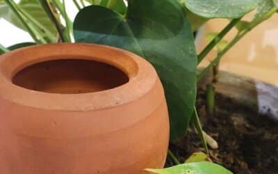 Aider votre jardin à passer l&rsquo;été