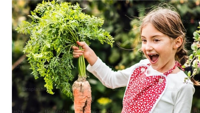 petite fille ayant cueilli une carotte
