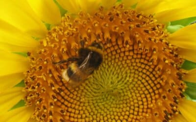 Quand la nature fait des maths …