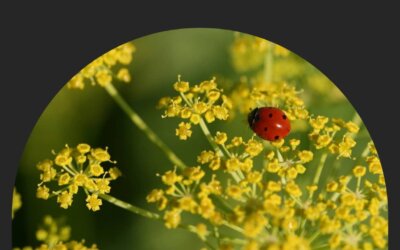 2° Mot de la promo : thème coccinelles