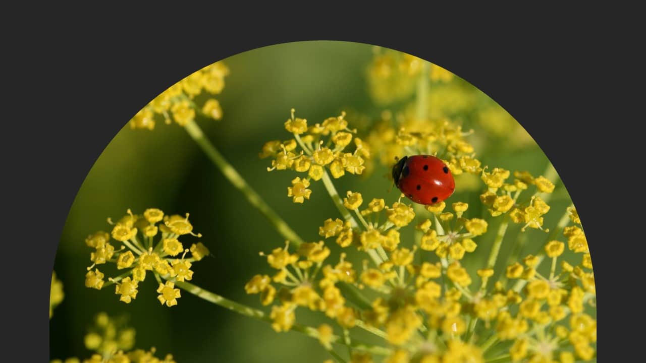 Coccinelle-mot-de-la-promo-35