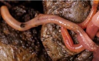 Les sols vivants : un trésor à préserver