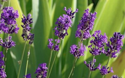 Teintures végétales à réaliser avec les enfants