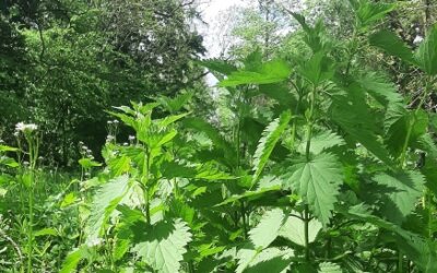 L&rsquo;ortie, une plante mal aimée et pourtant miraculeuse !