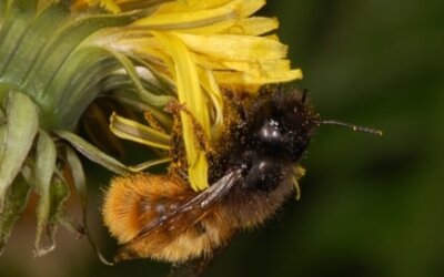 Comment aider la biodiversité dans les cours d’écoles ?