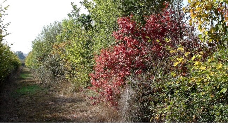 Planter une haie à l'école