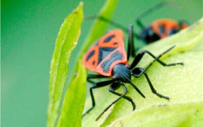 Le gendarme : un insecte flamboyant !