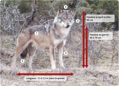 Biologie du loup