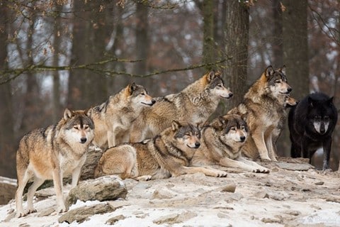 Meute de loups_Mot-P36_4