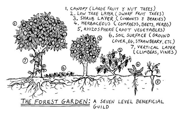 Illustration des 7 strates d’un jardin-forêt