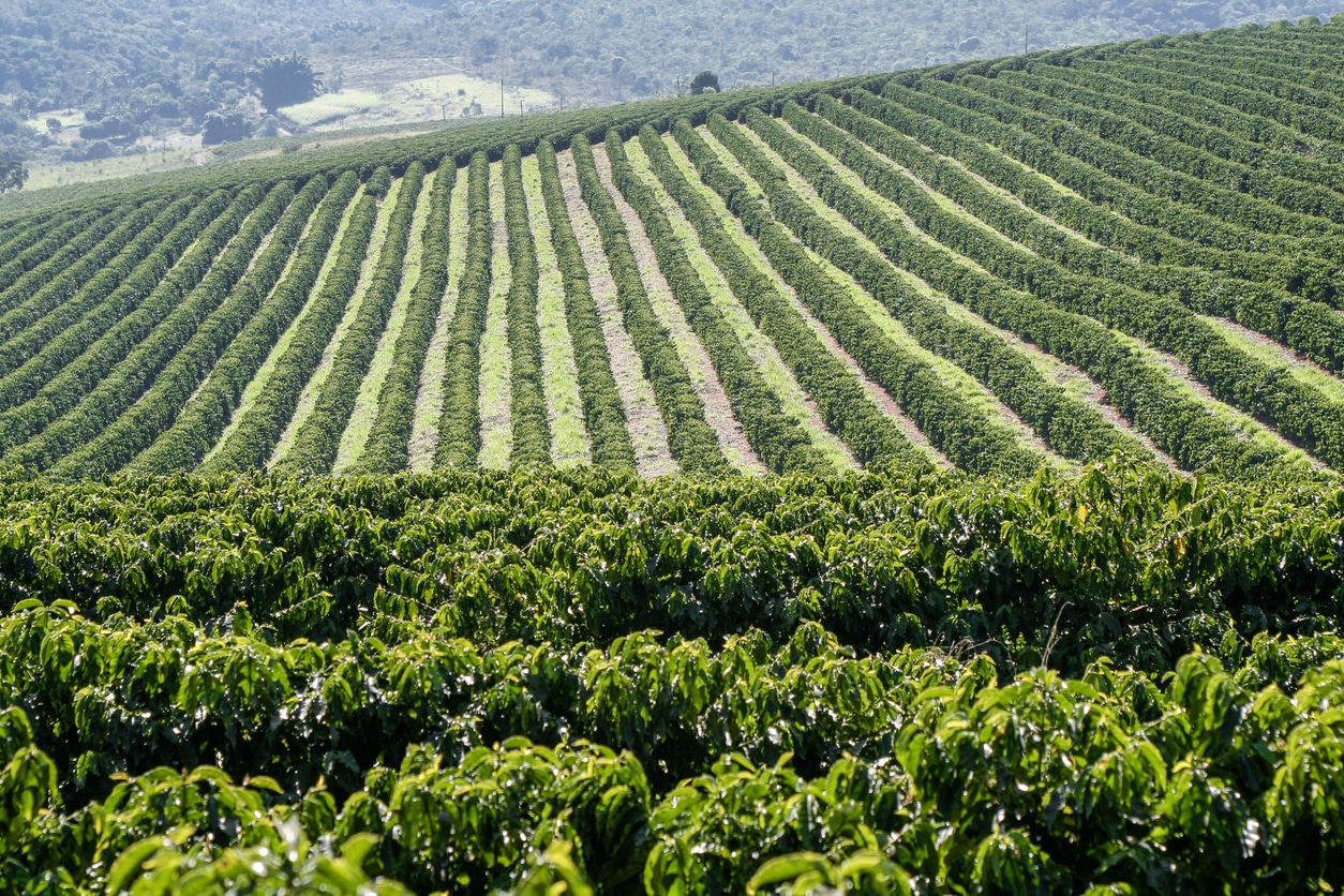Farm coffee plantation in Brazil Plantation de café - Mot promo 36