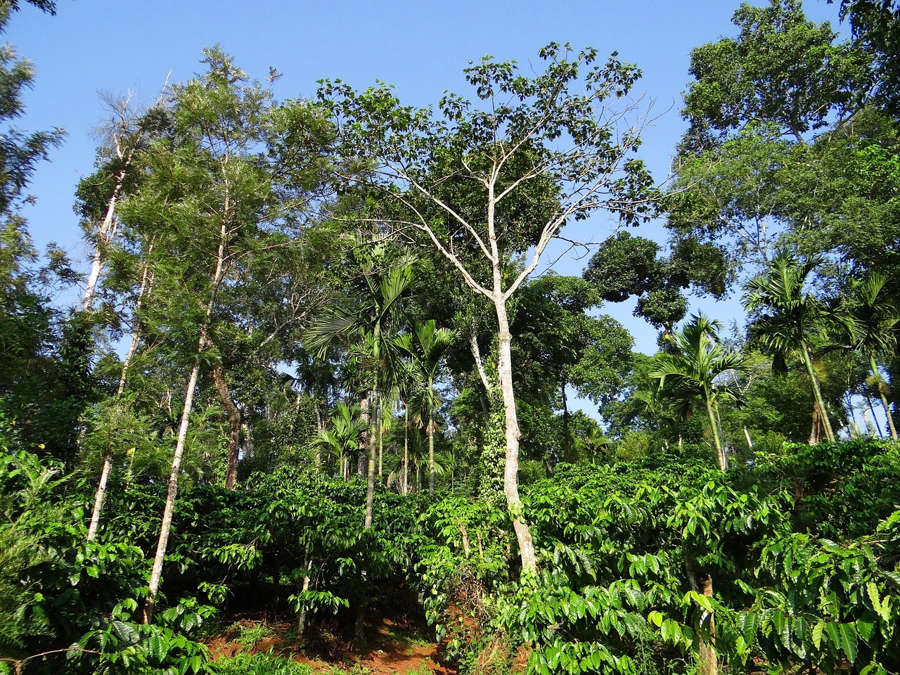 Visuel 4 Agroforesterie - par B. Sarangi via Pixabay