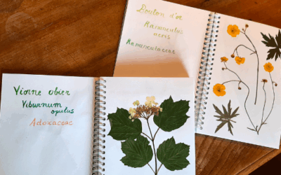 Faire un herbier avec les plantes de la cour d’école