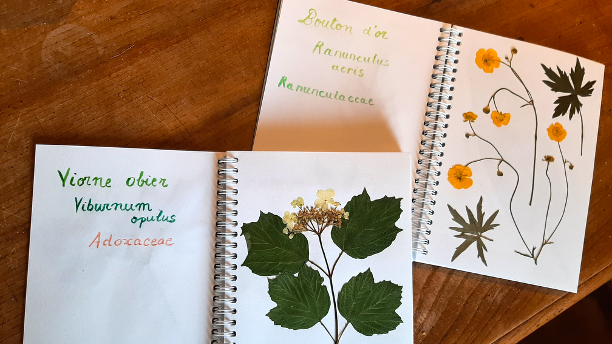 Faire un herbier avec les plantes de la cour d’école