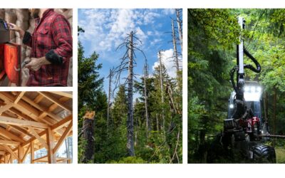 Transition écologique : les filières bois sont-elles bien enracinées ?