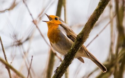 La Musique, approche émotionnelle puissante vers la nature
