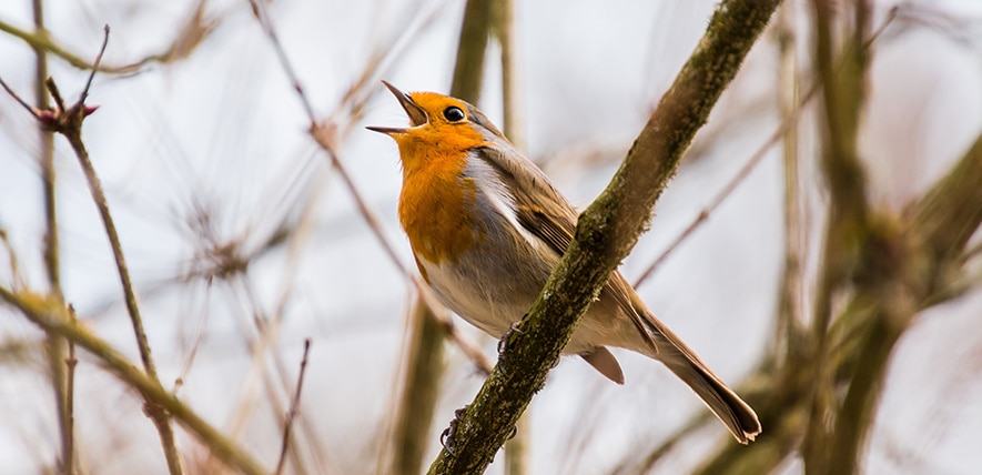 Nature et musique - chants d'oiseaux