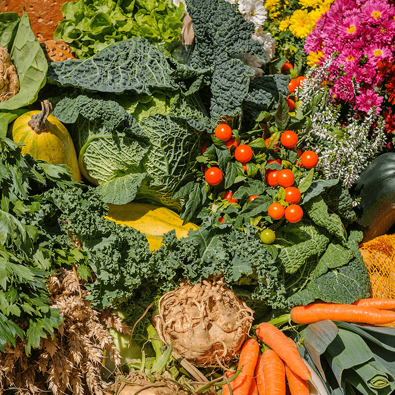 illustration-axe2-enseignement-mastere-specialise-eco-conseiller Gros plan sur un tas de légumes, comme des feuilles de choux, des carottes ou des radis