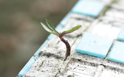 Stratégie(s) de résilience face à la crise environnementale